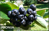 Vrganj Promet doo aronija