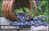 Vrganj Promet doo borovnica