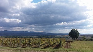cilic_gazdinstvo