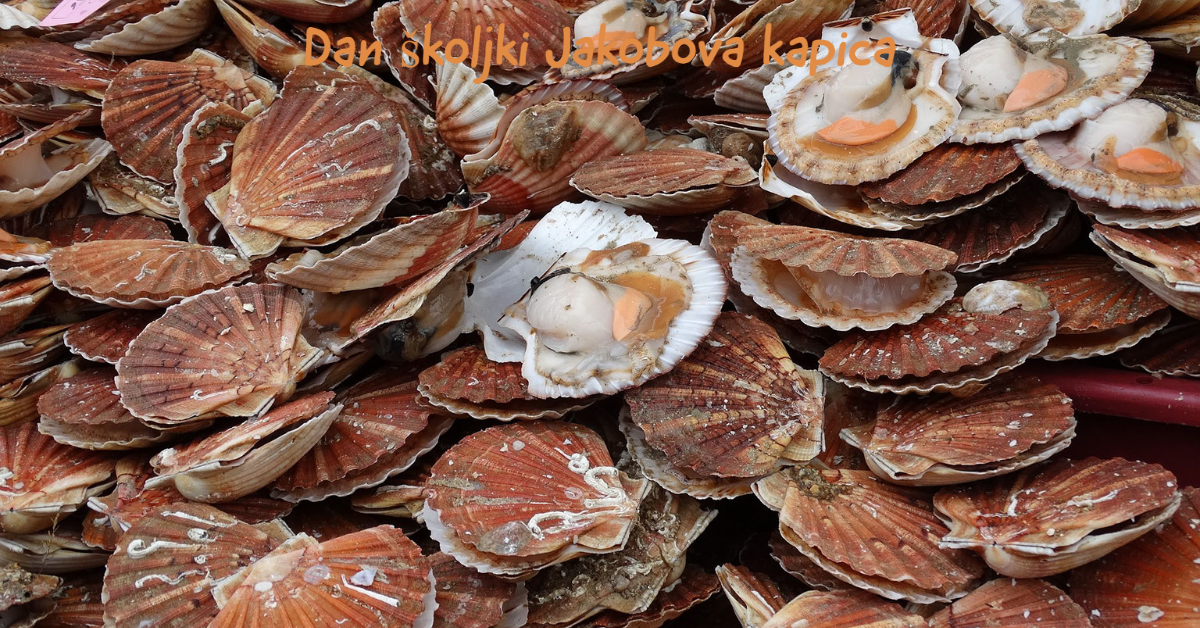 dan-skoljki-jakobova-kapica dan-skoljki-jakobova-kapica