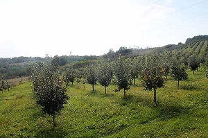 dunjar_citluk_porodicni_podrum_radulovic dunjar_citluk_porodicni_podrum_radulovic