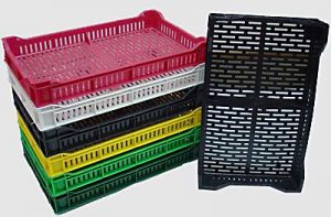 gajbe-holandez gajbe-holandez