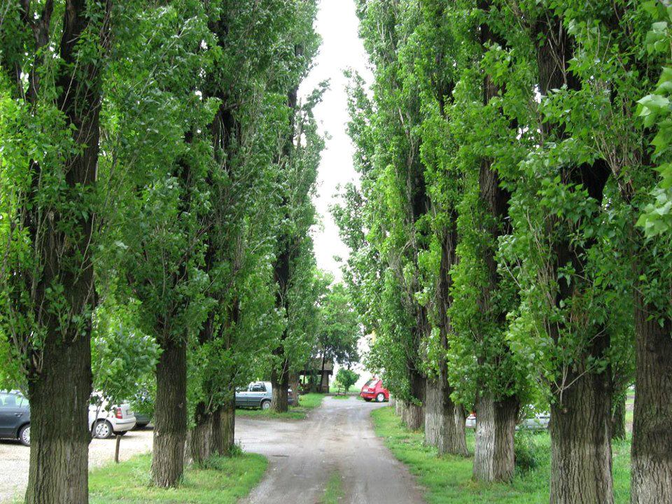 jablanovi-salas-stojisic jablanovi-salas-stojisic
