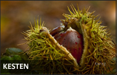 Vrganj Promet doo kesten
