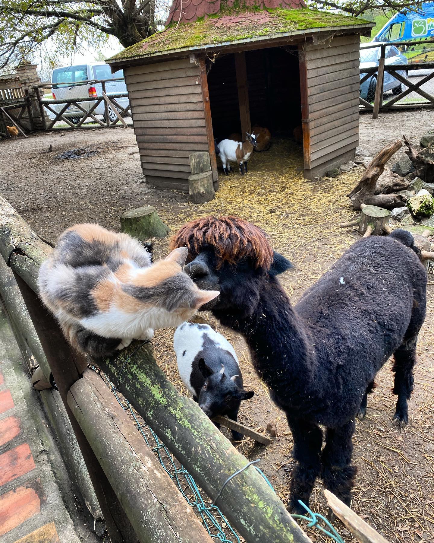 mini-zoo-vrt-tiganjica