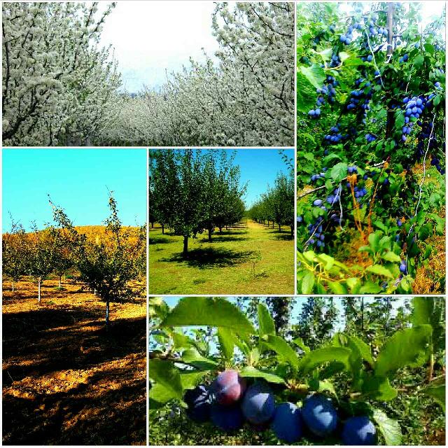 plantaza-sljiva-agro-obst