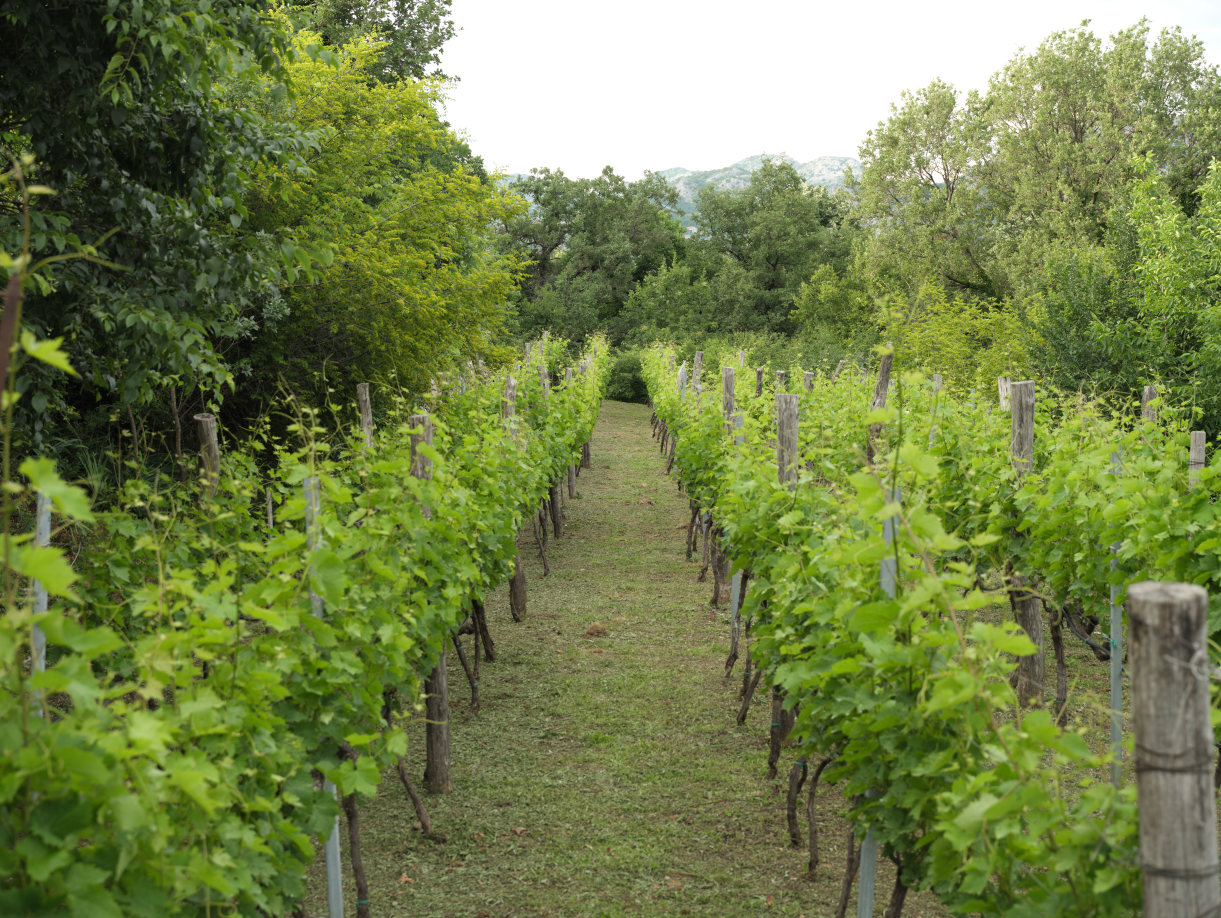 vinarija-kopitovic-vinogradi