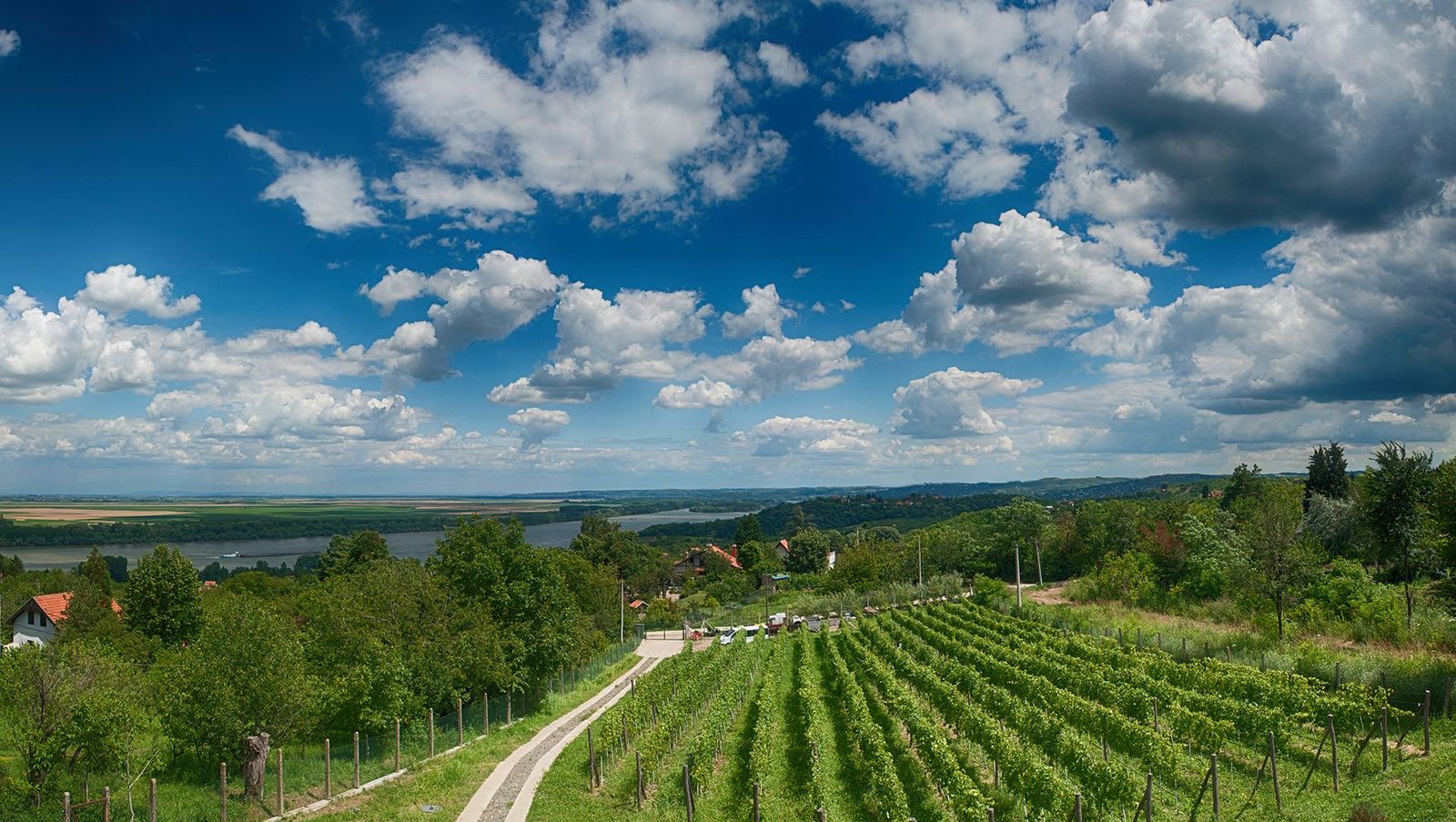 vinarija_plavinci_panorama_leto