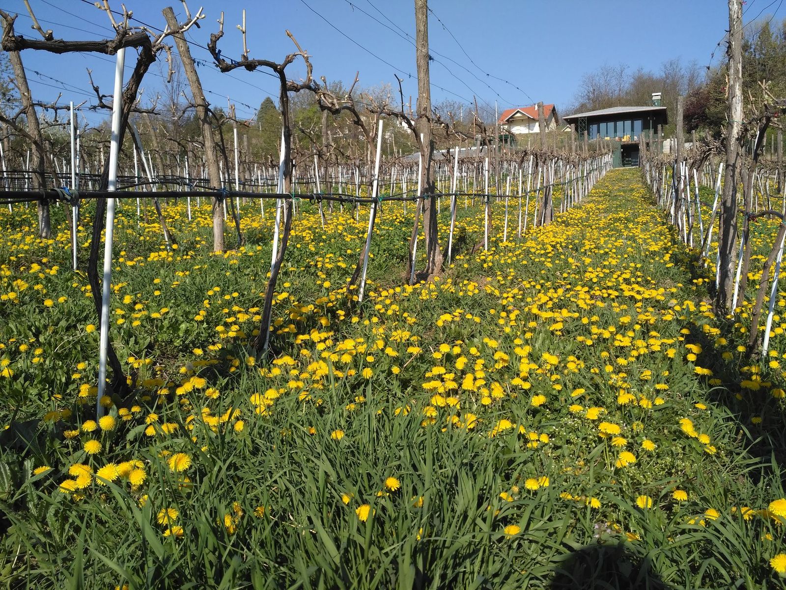vinarija_plavinci_prolece