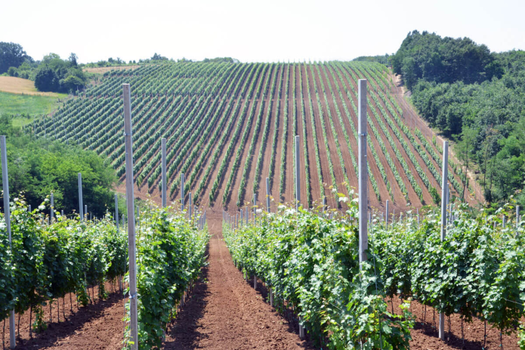vino-kalem-velika-drenova-vinograd vino-kalem-velika-drenova-vinograd