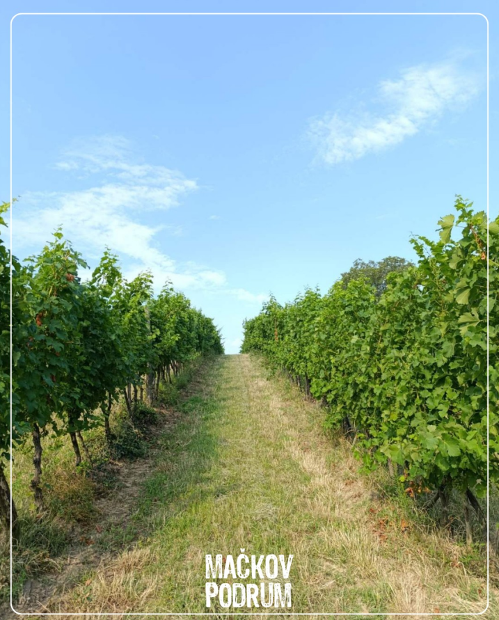 vinograd-vinarije-mackov-podrum