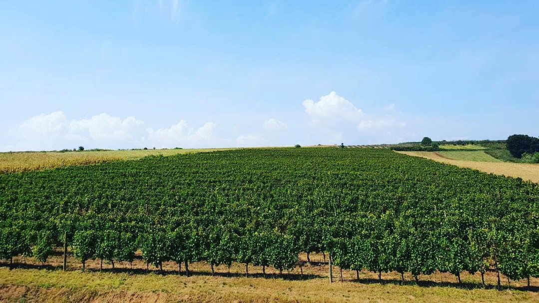 vinogradi-begovac-podrum-djordjevic vinogradi-begovac-podrum-djordjevic
