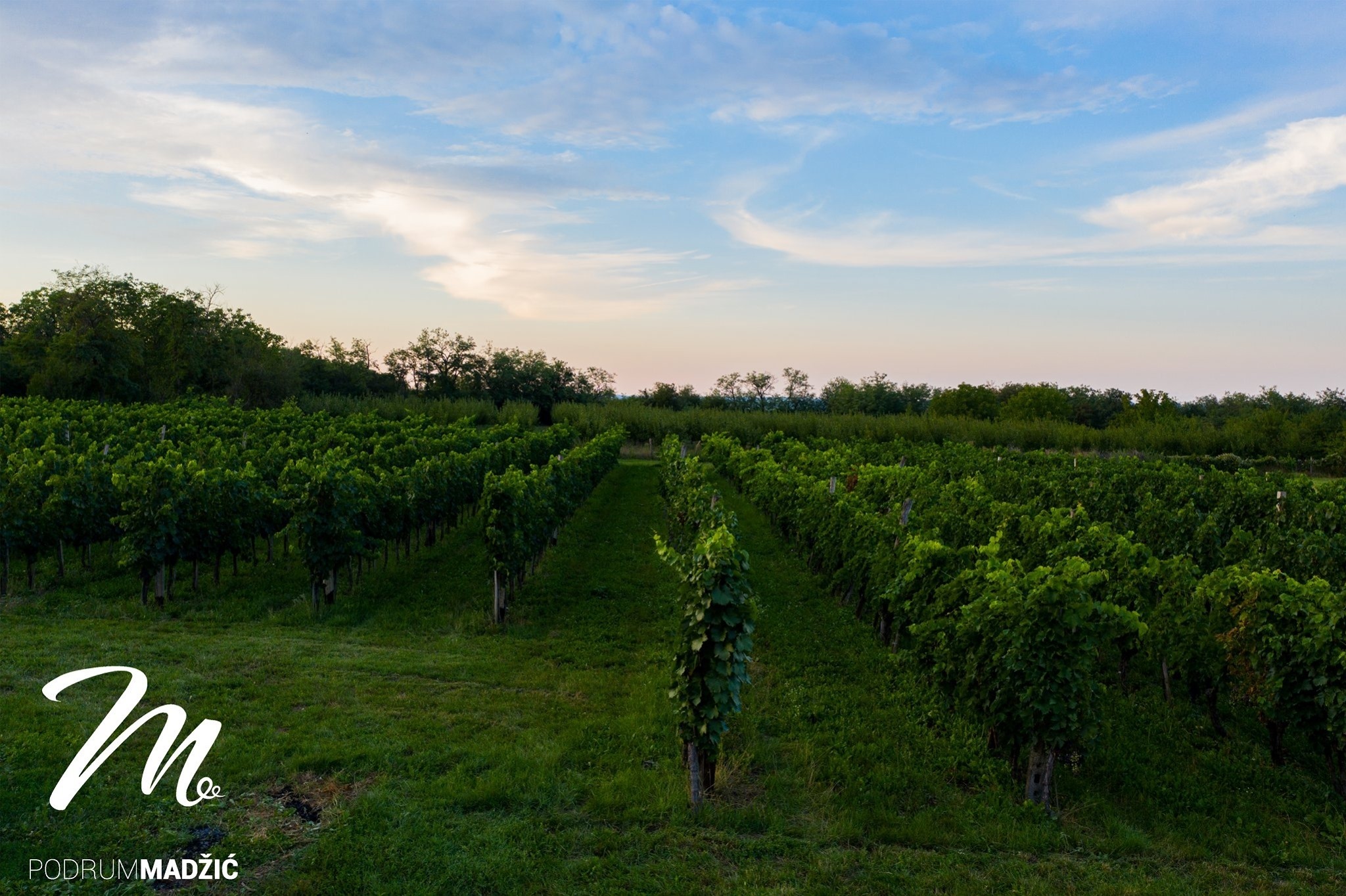 vinogradi-podrum-madzic-selevac