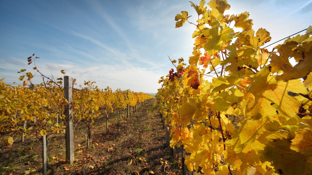 vinogradi-u-jesen-vinarija-vinis
