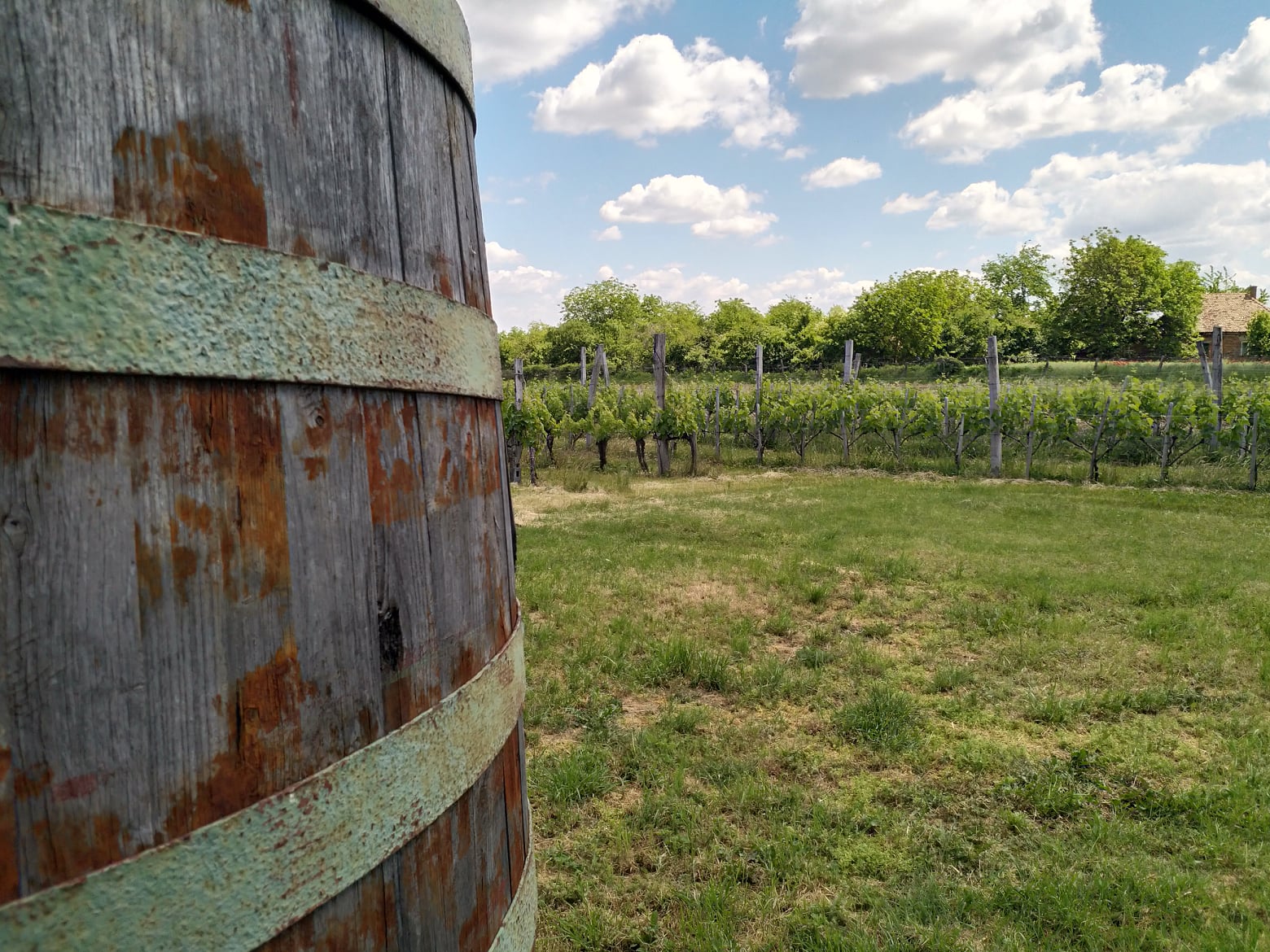 vinogradi-vinarija-podrum-madzic