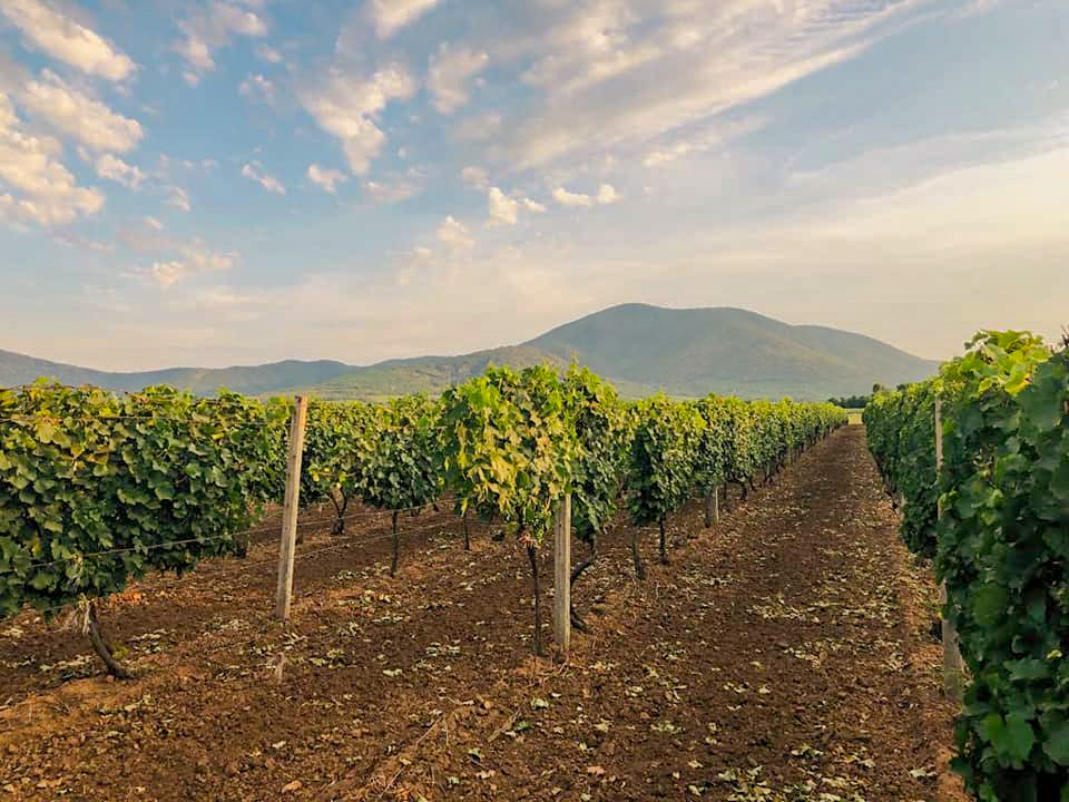 vinogradi-vinarija-socanski