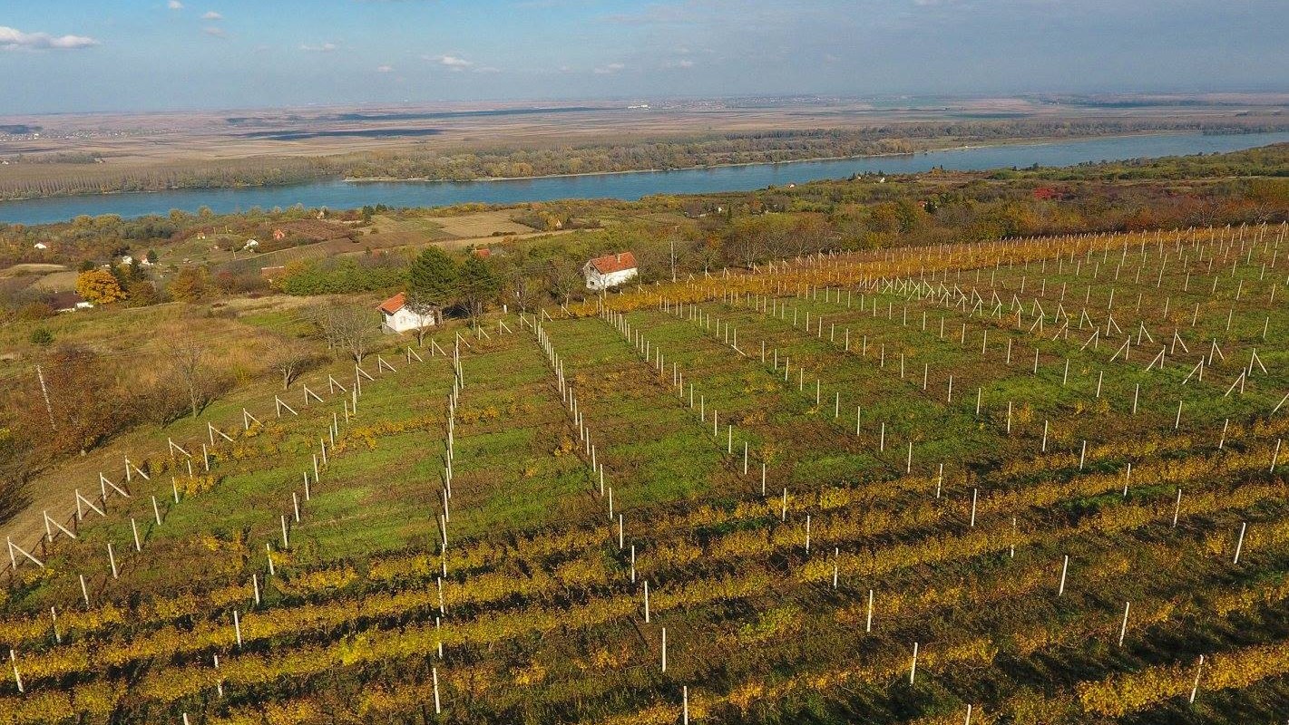 vinogradi-vinarija-stojanovic