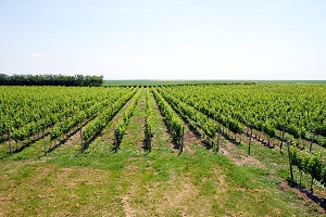 vinogradi_na_teleckoj_visoravni_vinarija_brindza vinogradi_na_teleckoj_visoravni_vinarija_brindza
