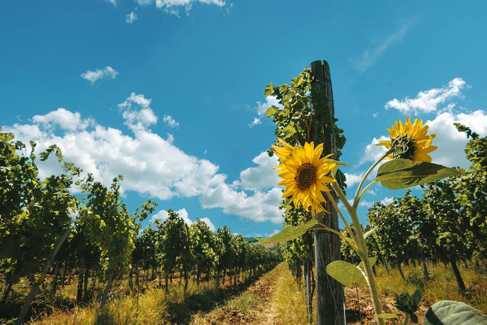 vinogradi_vinarija_virtus vinogradi_vinarija_virtus