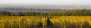 vinogradi_vinarije_jeremic_sa_pogledom_na_dunav