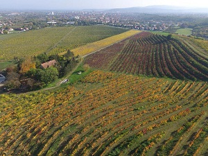 vinogradi_vinarije_piano