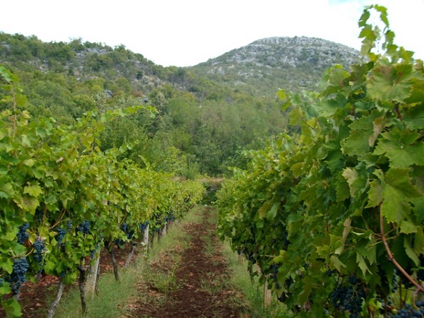 vinogradi_vinski_podrum_burzanovic_vinarija_drazevina