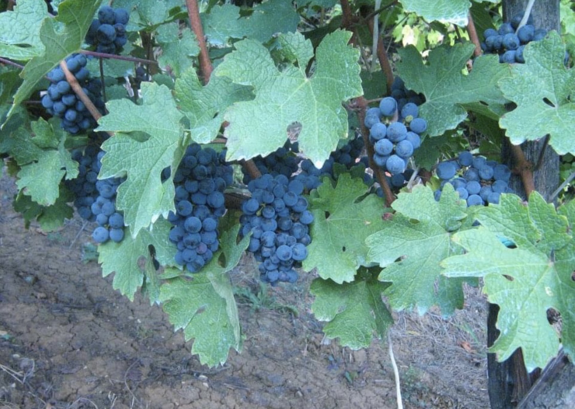 vinova-loza-vinarija-rakicevic vinova-loza-vinarija-rakicevic