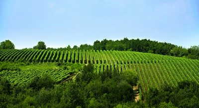 vinogradi_u_krnjevu_podrum_radovanovic vinogradi_u_krnjevu_podrum_radovanovic